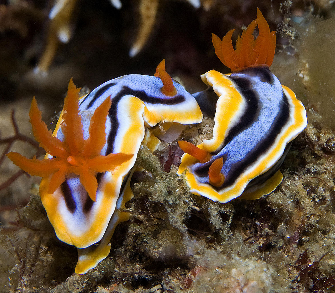 Chromodoris annae